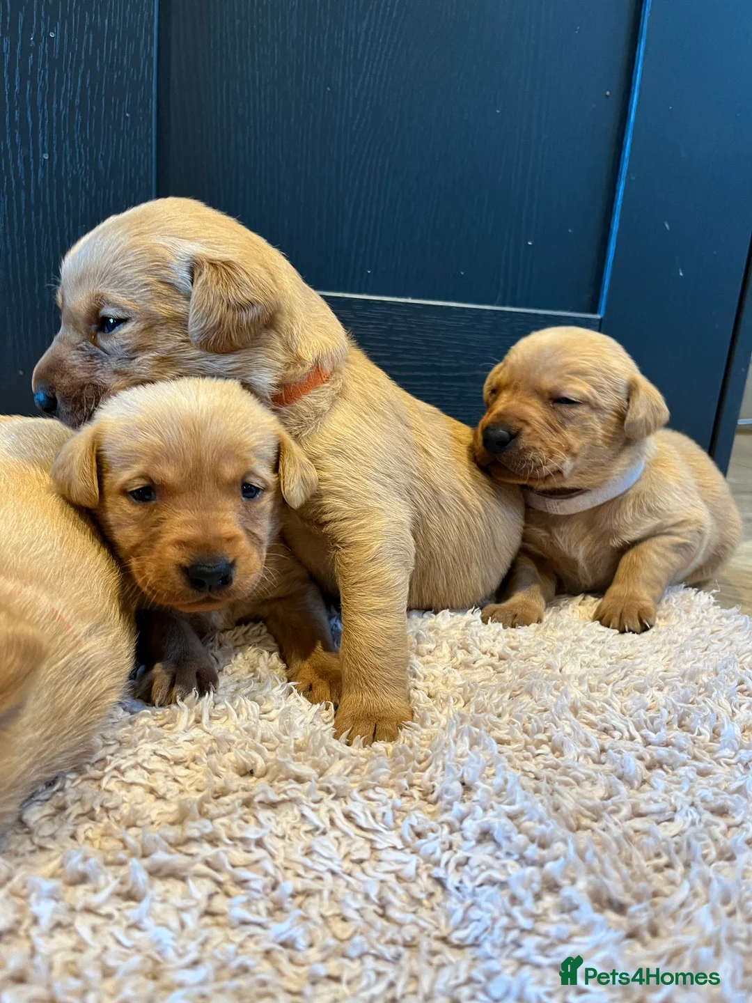 Labrador Retriever dogs for sale:  Fox red Labrador pups for sale, KC registered - Advert 20