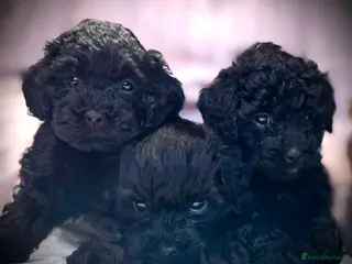 Shihpoo dogs Gorgeous little shihpoo puppys - Advert 5