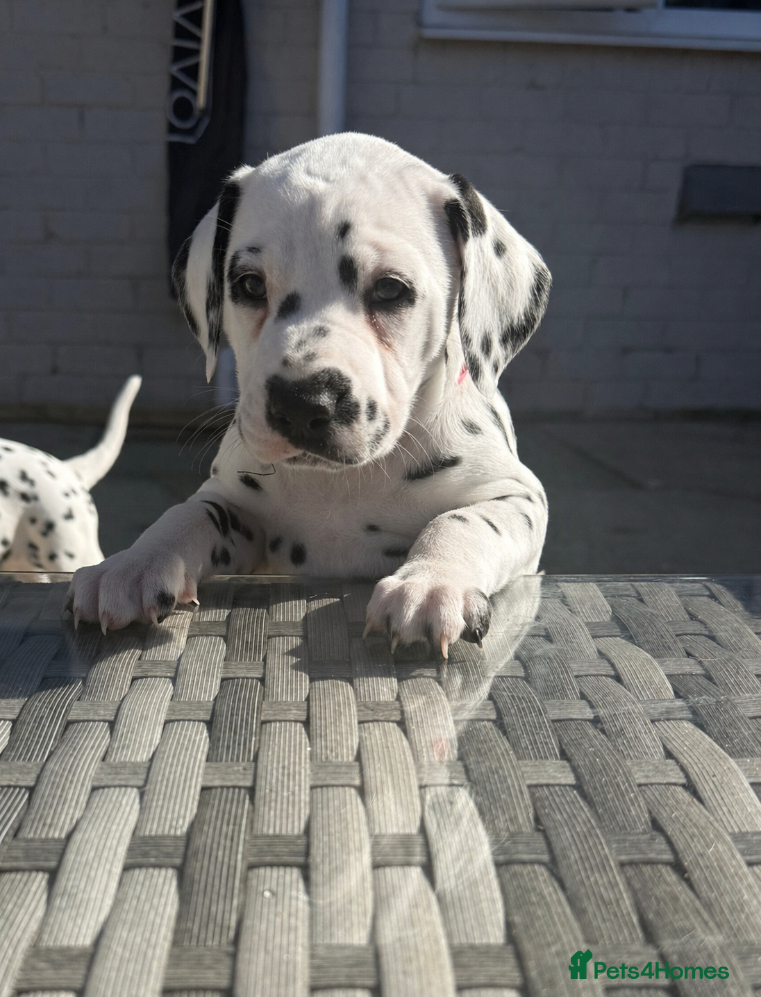 Dalmatian dogs Purebred Dalmatian puppies for sale  - Advert 4