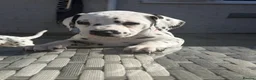 Dalmatian dogs for sale: *1 left please read* Purebred Dalmatian puppies - Advert 21