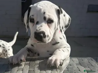 Dalmatian dogs Purebred Dalmatian puppies for sale - Advert 4