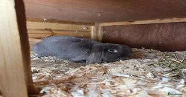 Mini Lop rabbits - Advert 7