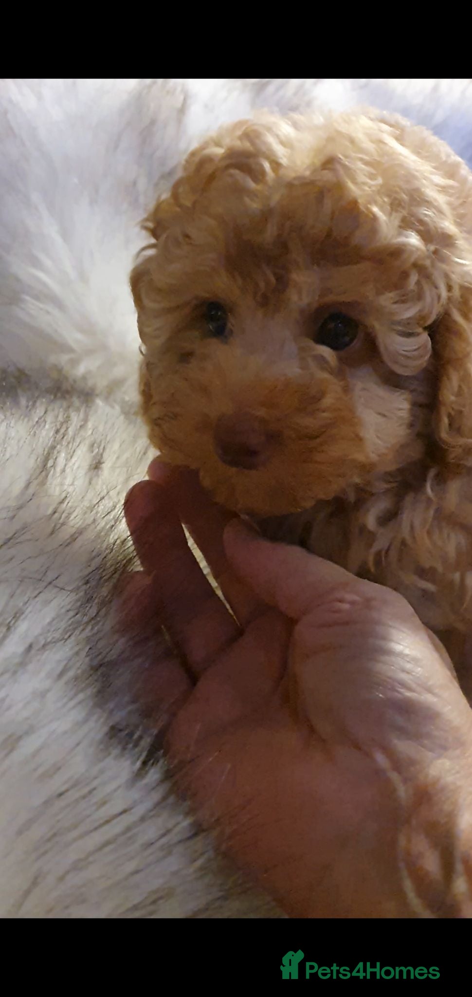 Toy Poodle dogs KC Toy Poodle puppies, PRA clear, Ready now - Advert 1