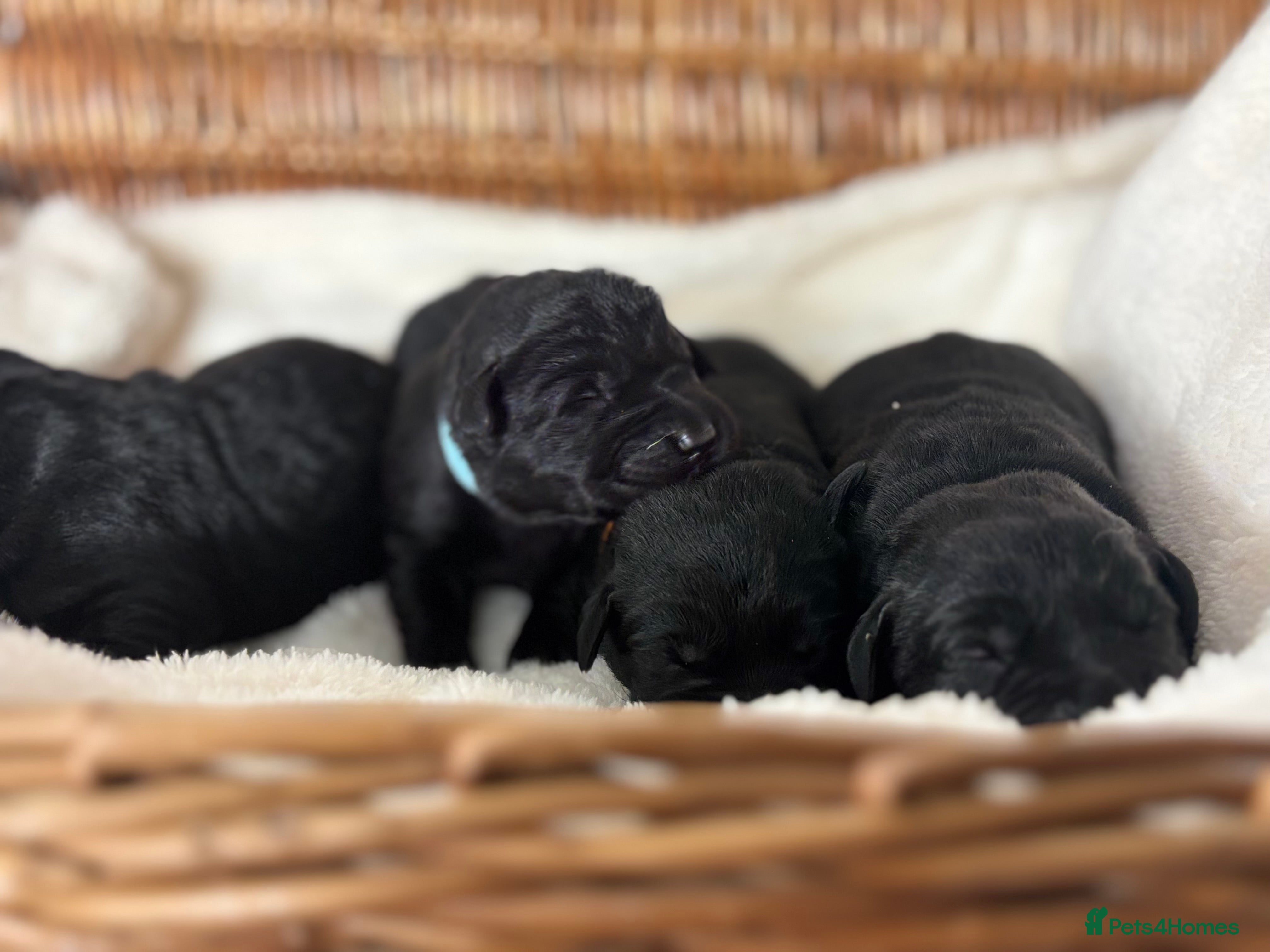 Labrador Retriever dogs Chunky Labrador Puppies  - Advert 4