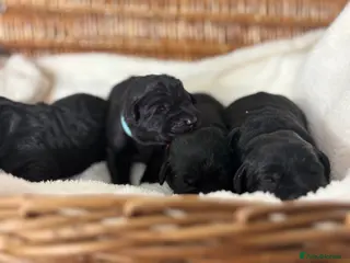 Labrador Retriever dogs Chunky Labrador Puppies - Advert 4