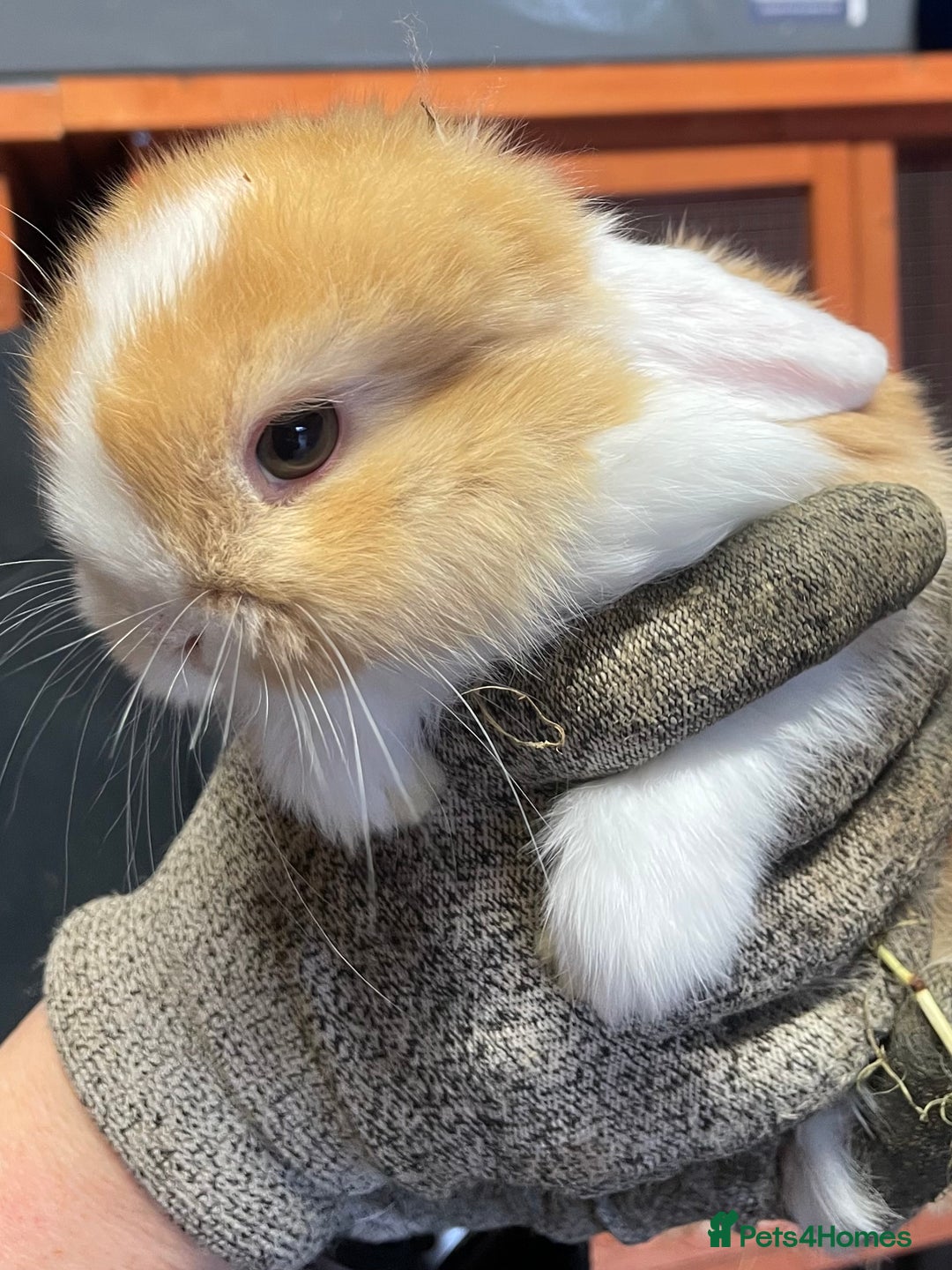 Mini Lop rabbits for sale: Extra Special Mini Lop Babies Bunnies  - Advert 7