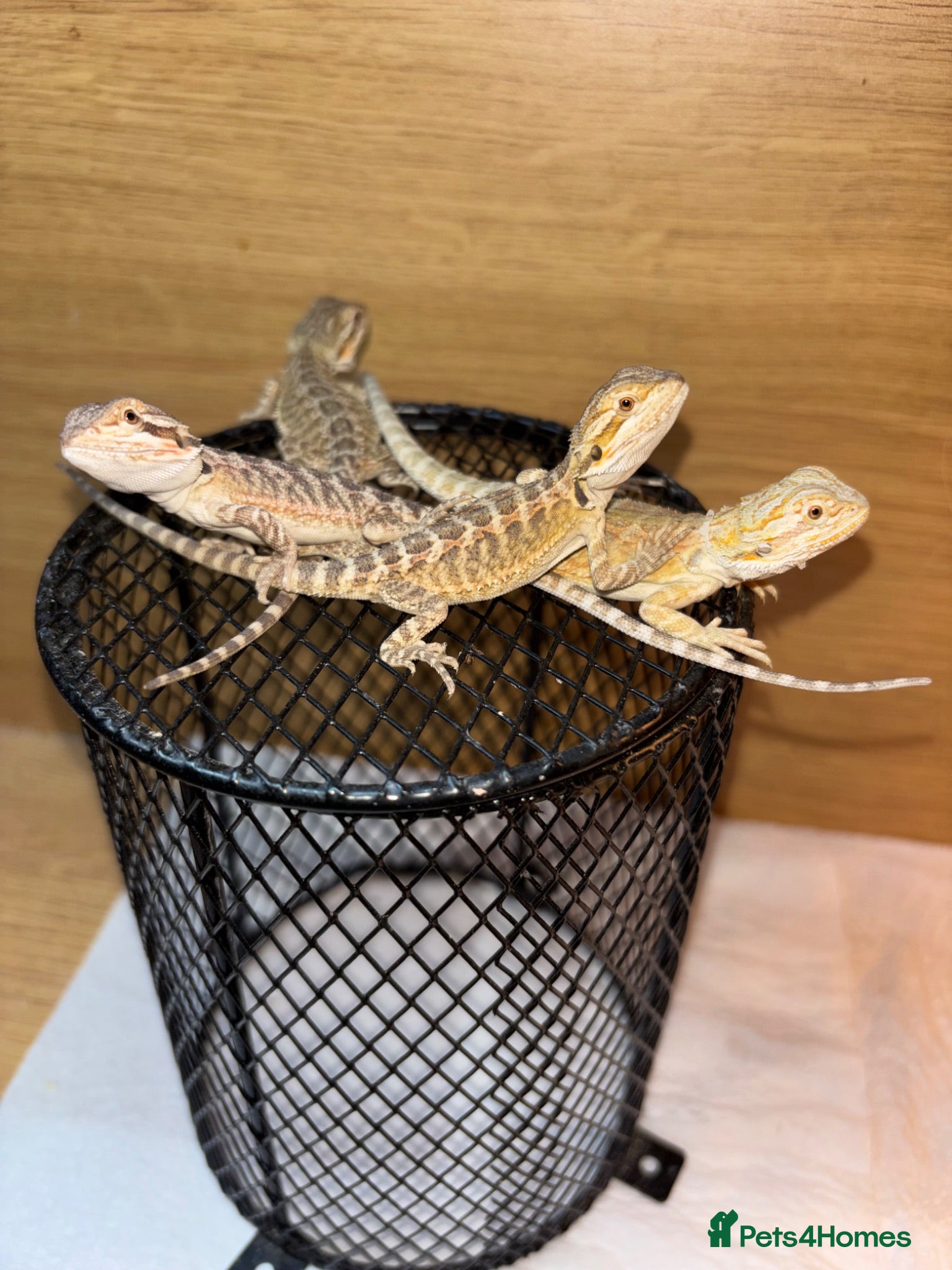 Bearded Dragon reptiles Last remaining baby dragon - Advert 2