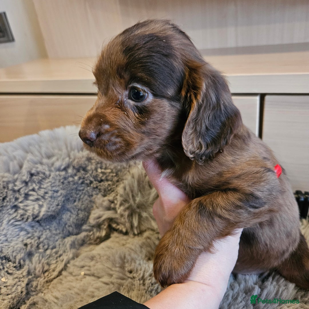 Cocker Spaniel dogs for sale: Rare Merle Working Type Cocker Spaniels - Advert 7