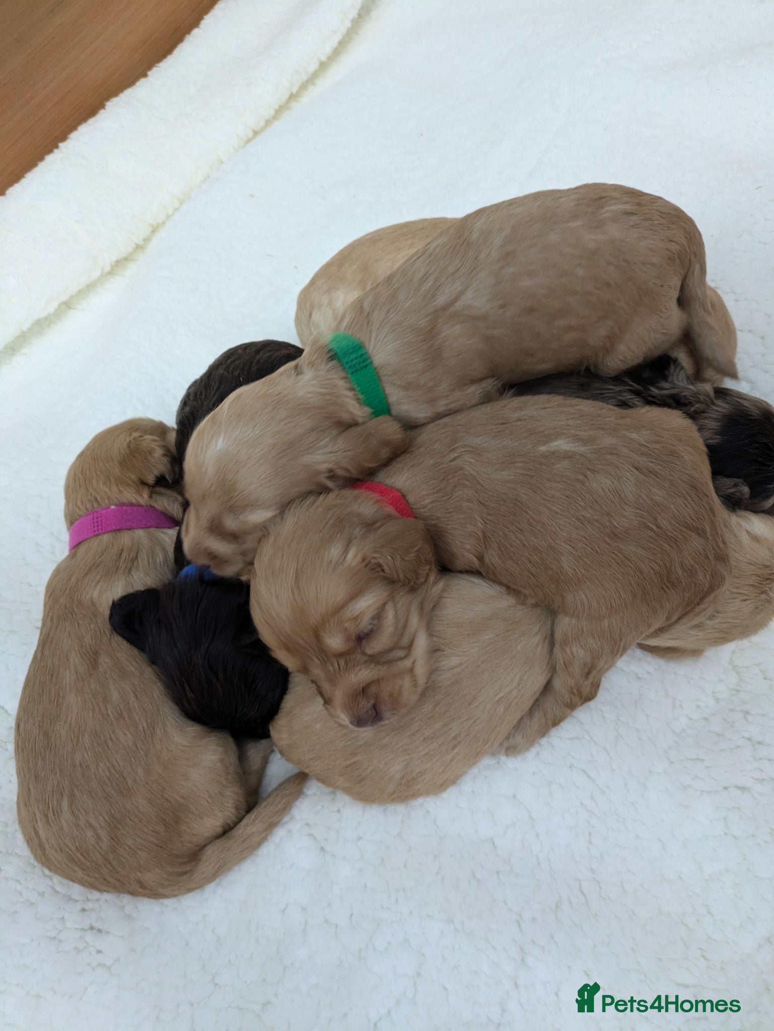 Cockapoo dogs GORGEOUS F1 COCKAPOOS  - Advert 2