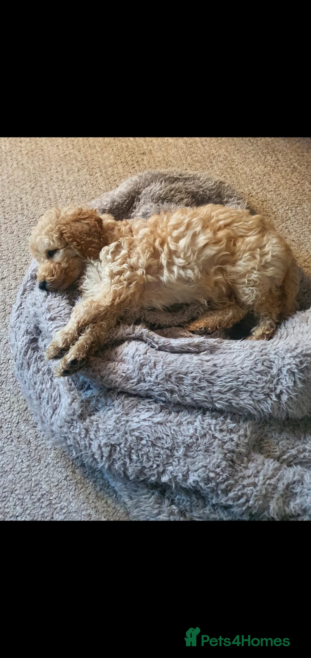 Cavapoo dogs for sale: F1 Cavapoo  in Dornoch - Advert 2