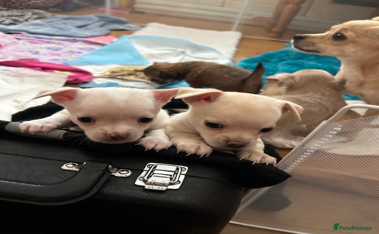 Chihuahua dogs - Advert 8