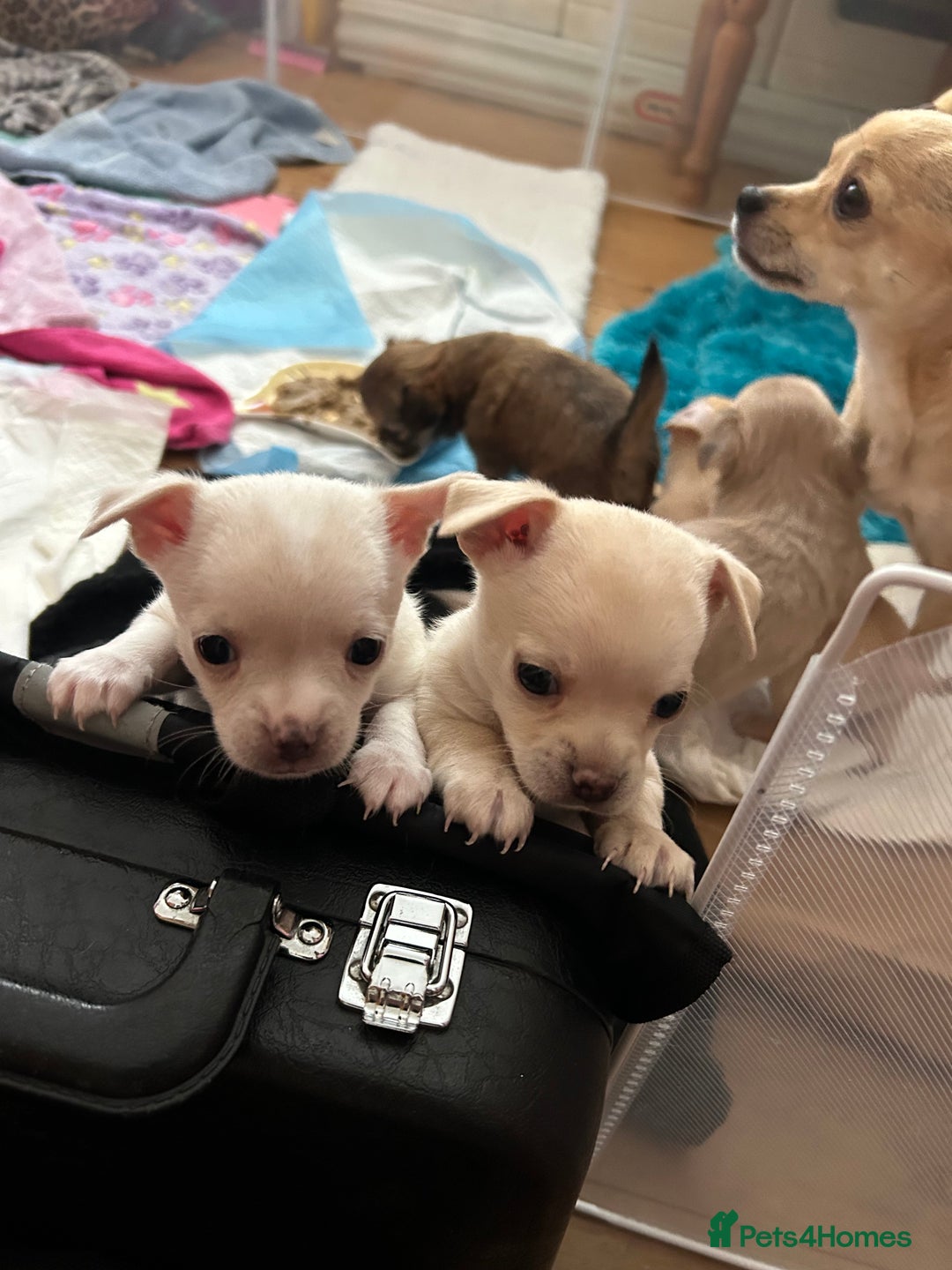 Chihuahua dogs for sale: Chilhuahua puppies  - Image 1