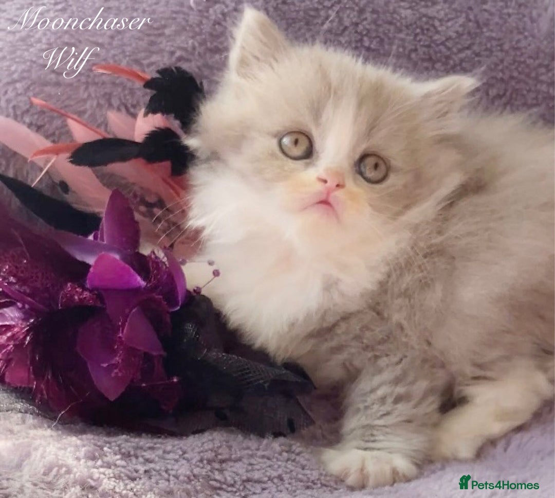 British Longhair cats for sale: Stunning British Longhair Boys TICA Registered - Image 10