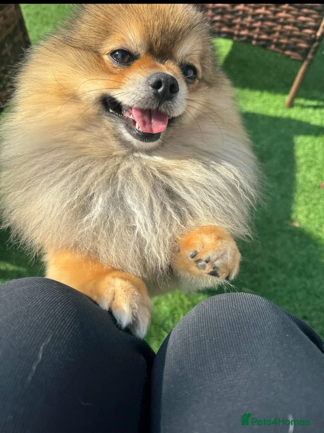 Pomeranian dogs for stud: Miniature Pom  - Advert 1