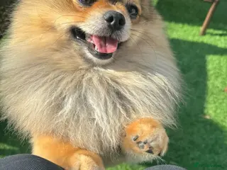 Pomeranian dogs Miniature Pom - Advert 3
