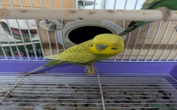 Budgerigars birds for sale: Budgies for Sale Many colours Cages Available  - Image 3