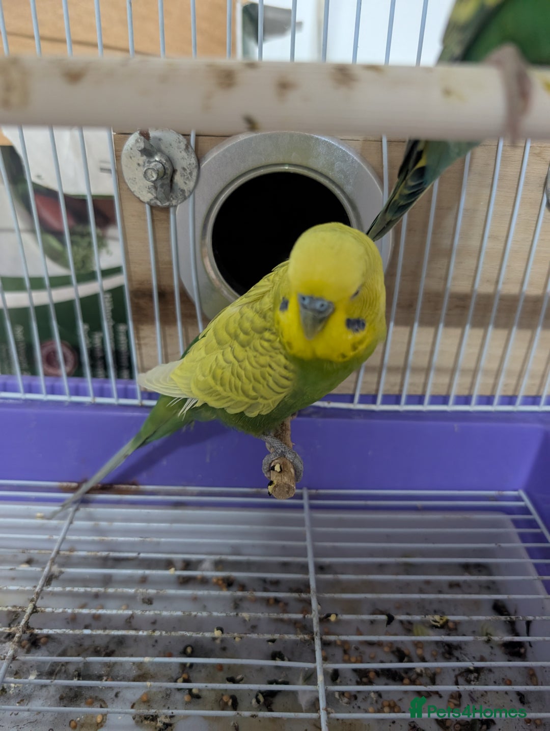 Budgerigars birds for sale: Budgies for Sale Many colours Cages Available  - Image 3