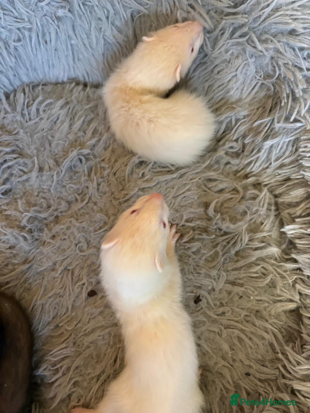 Ferret rodents Ferrret babies - Advert 5