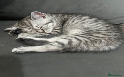 Persian cats for sale: Persians 🌸  - Image 3