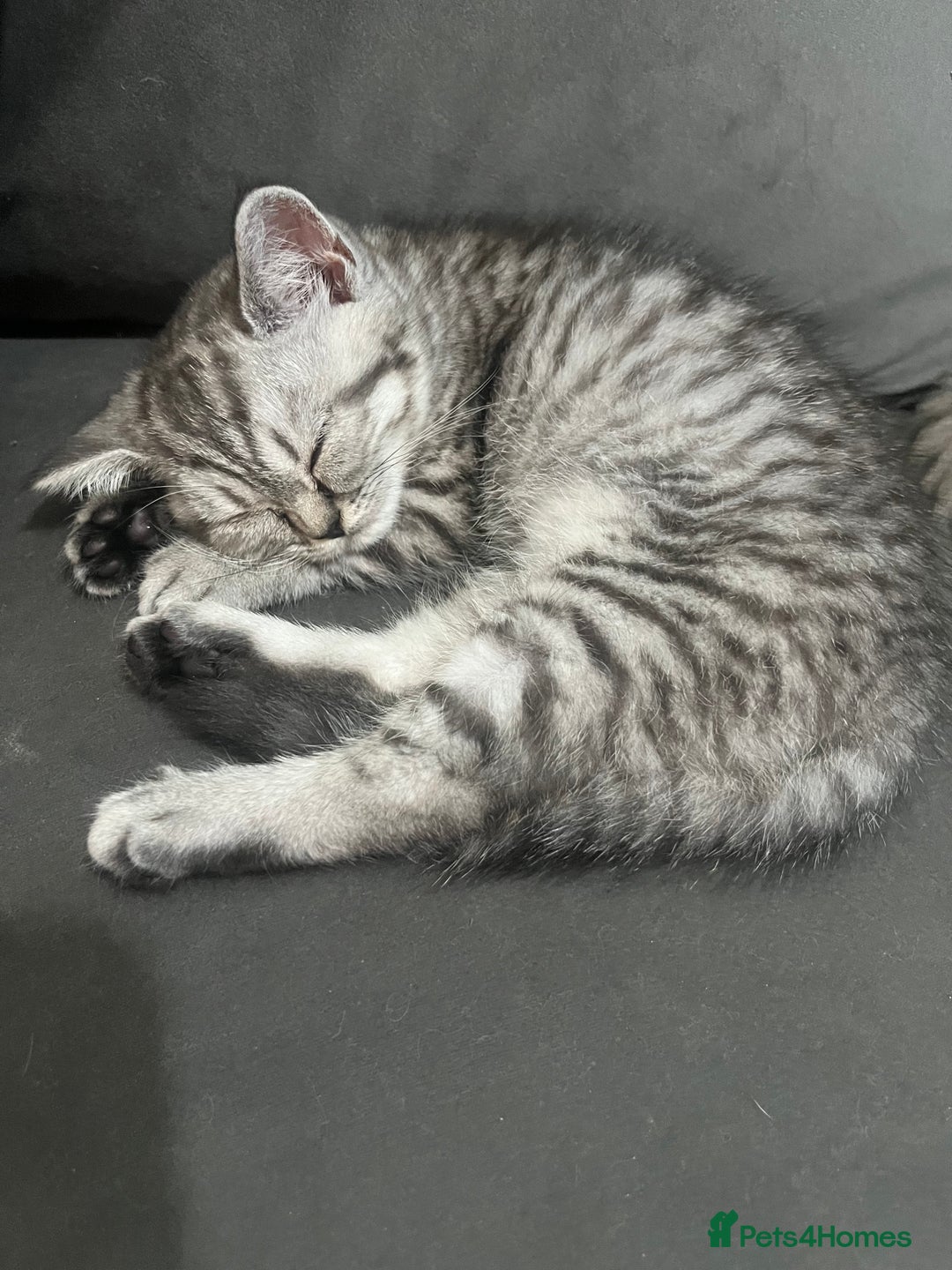 Persian cats for sale: Persians 🌸  - Image 3
