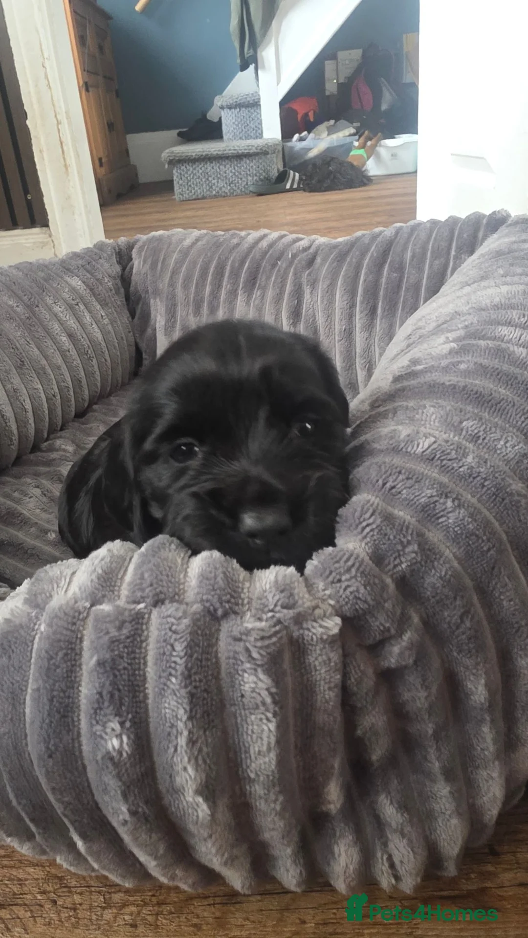 Cocker Spaniel dogs for sale: black female cocker  - Advert 2