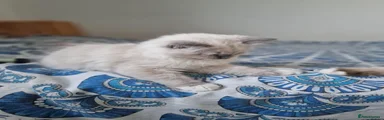 Ragdoll 3