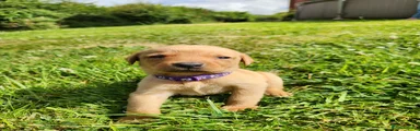 Labrador Retriever 7