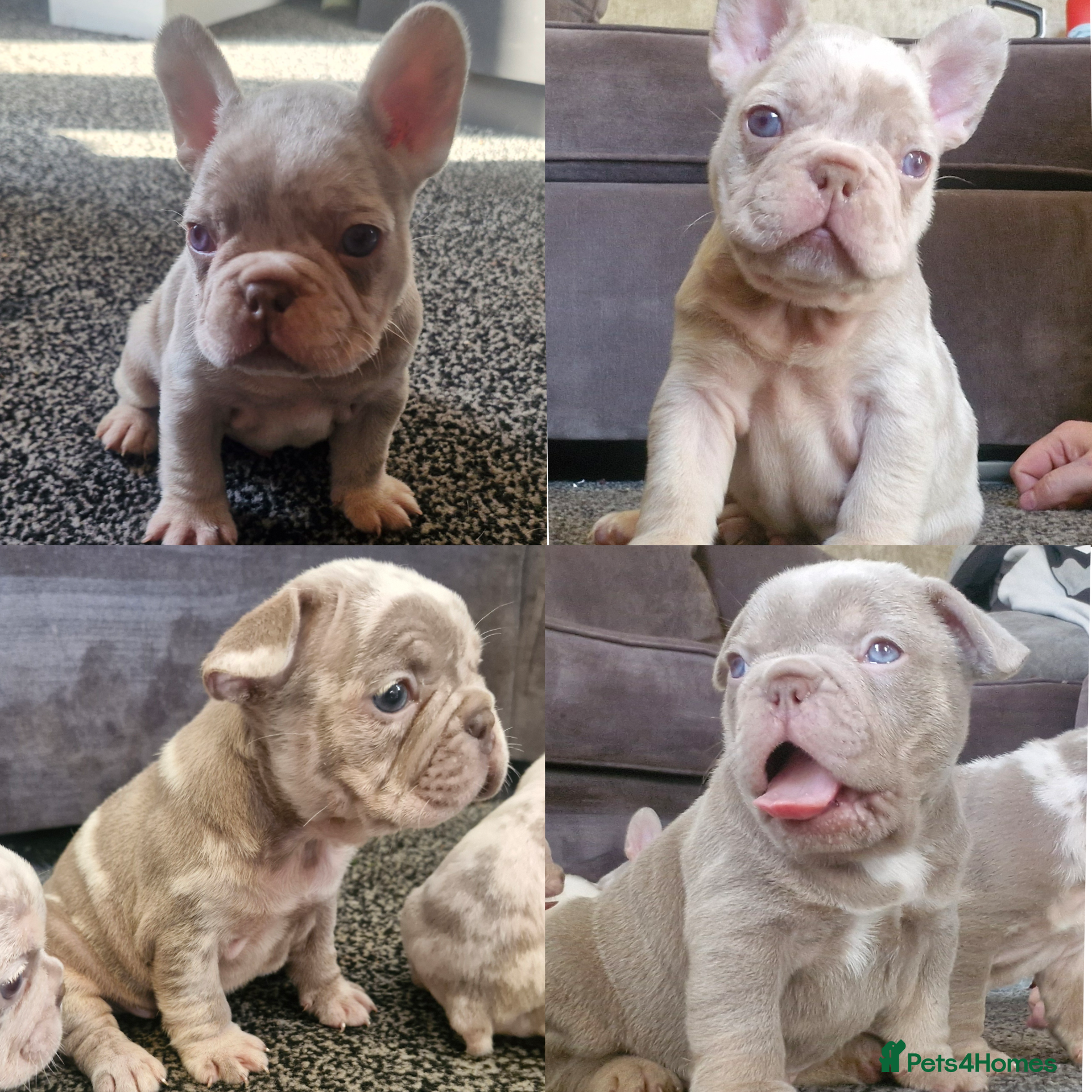 French Bulldog dogs 5 Stunning merle french bulldogs  - Advert 16