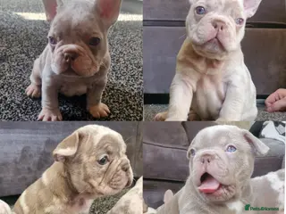 French Bulldog dogs 5 Stunning merle french bulldogs - Advert 16
