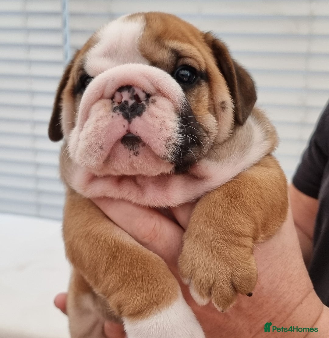 English Bulldog dogs for sale: Bulldog Pups Kennel Club Registered  - Advert 7