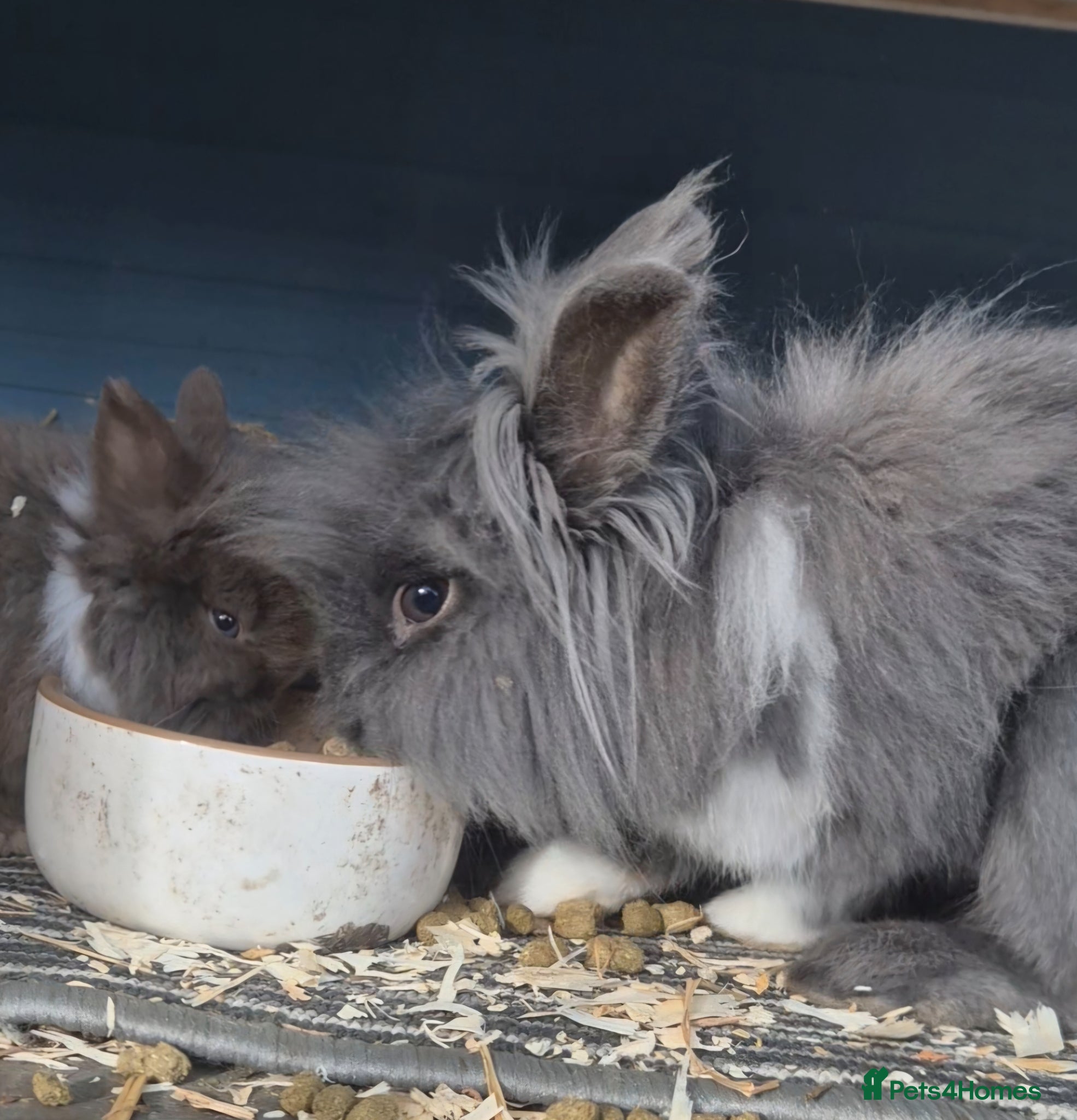 Lionhead rabbits Double Mane Lionhead Bunnies  - Advert 2