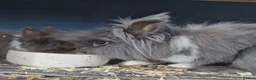 Lionhead rabbits for sale: Double Mane Lionhead Bunnies  - Advert 1