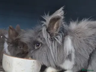 Lionhead rabbits Double Mane Lionhead Bunnies - Advert 2