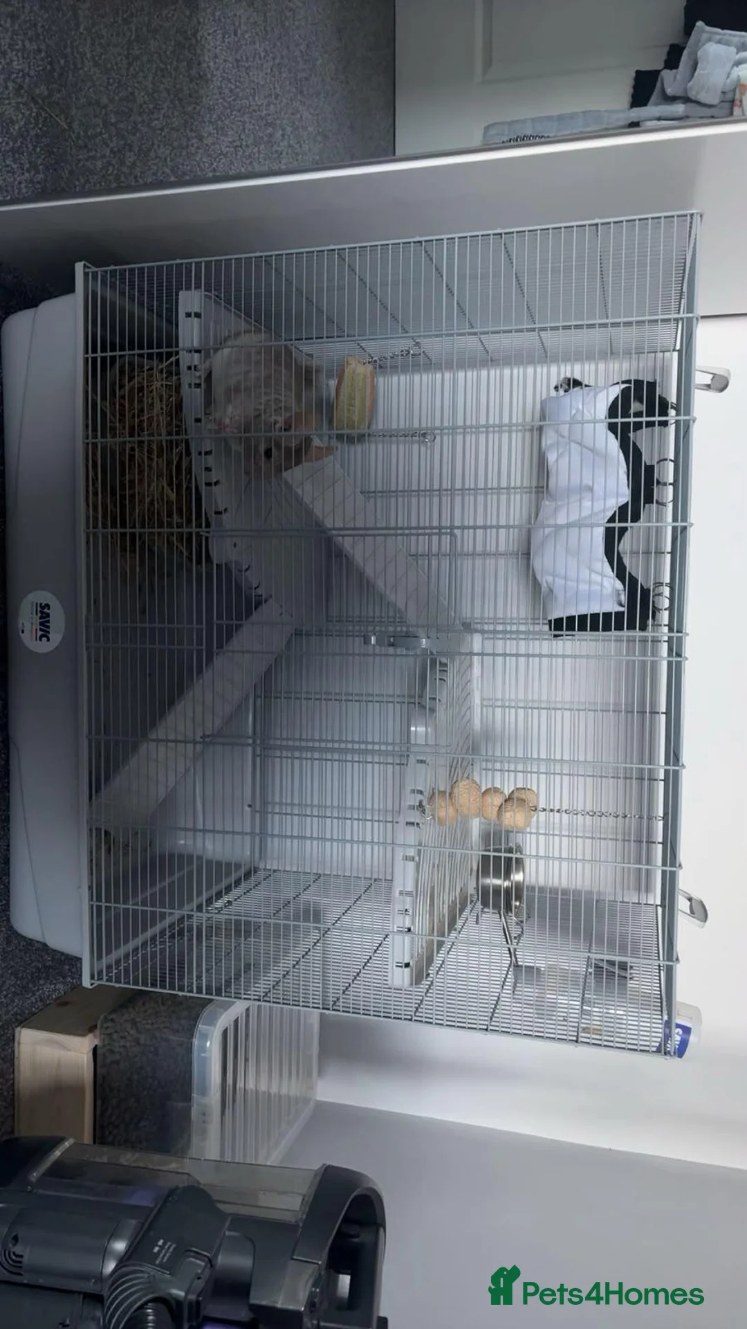 Chinchilla rodents for sale: Lovely beige male  in Doncaster - Advert 6
