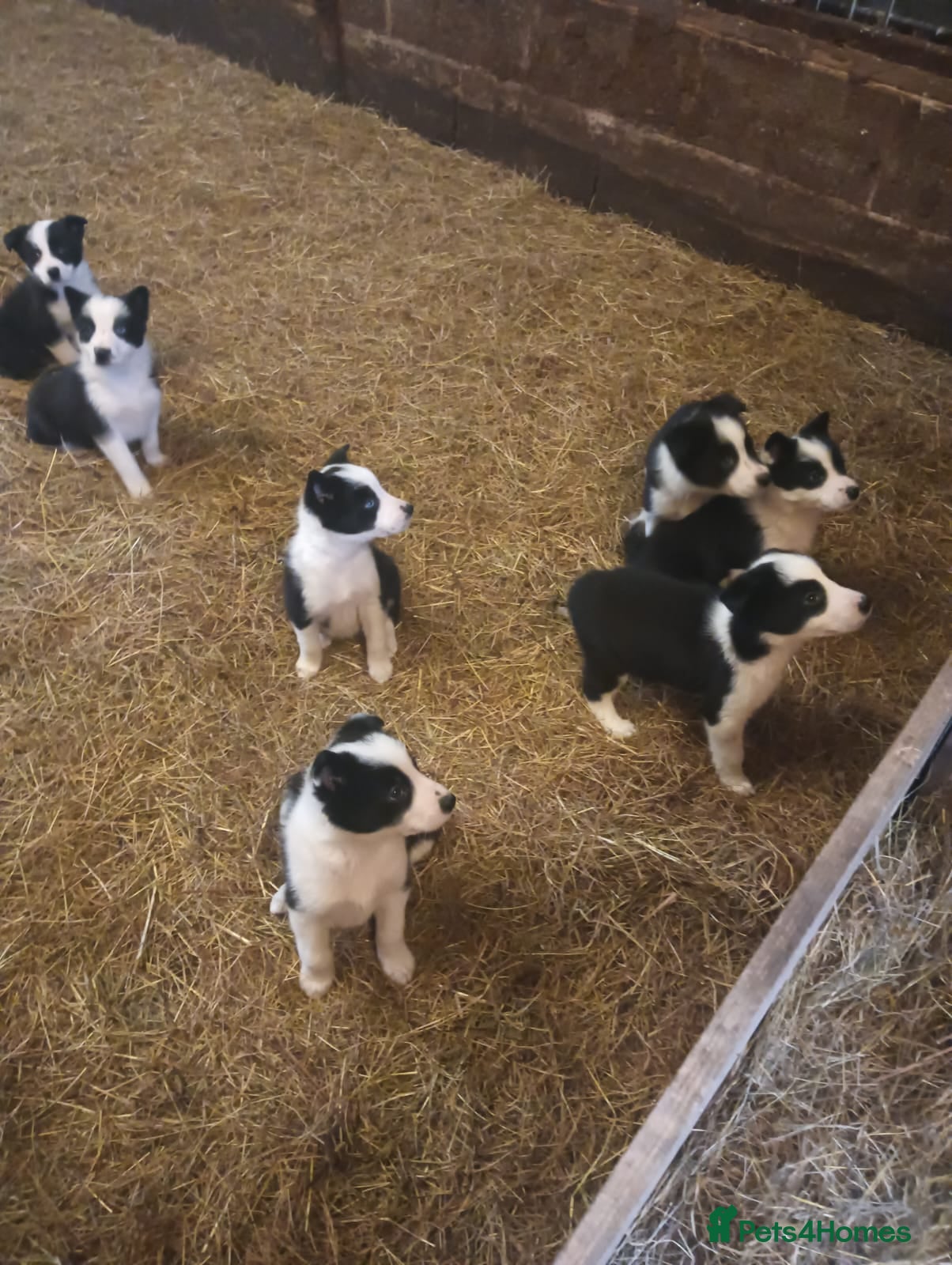 Border Collie dogs Border Collie puppies for sale  - Advert 7
