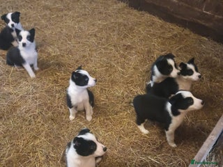 Border Collie dogs Border Collie puppies for sale - Advert 1