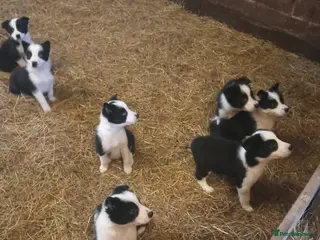 Border Collie dogs Border Collie puppies for sale - Advert 18