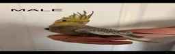 Parrots birds for sale: 2 conure and 4 cockatiels  - Advert 7