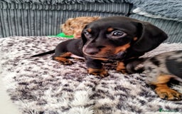 Dachshund dogs for sale: MINIATURE DACHSHUND! - Image 3
