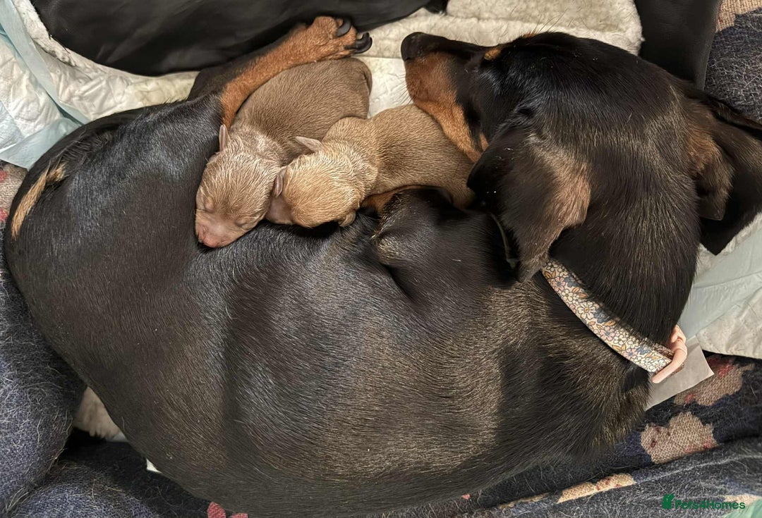 Mixed Breed dogs for sale: Miniature dachsund x chihuahua puppies - Image 4