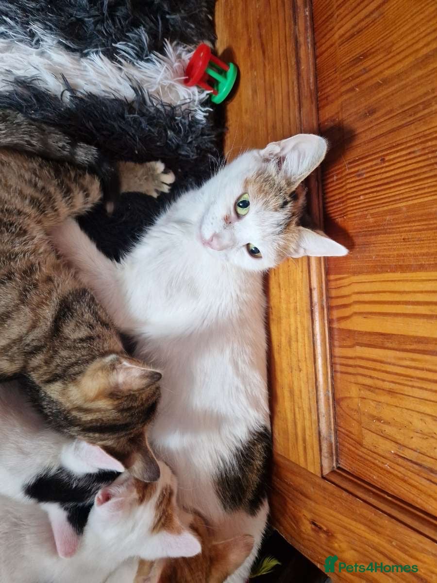 Mixed Breed cats 4 beautiful kittens  - Advert 1