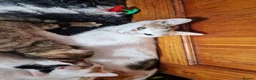 Mixed Breed cats for sale: 4 beautiful kittens  - Advert 1