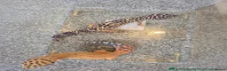Leopard Gecko reptiles for sale: 4 female leapered  - Advert 1