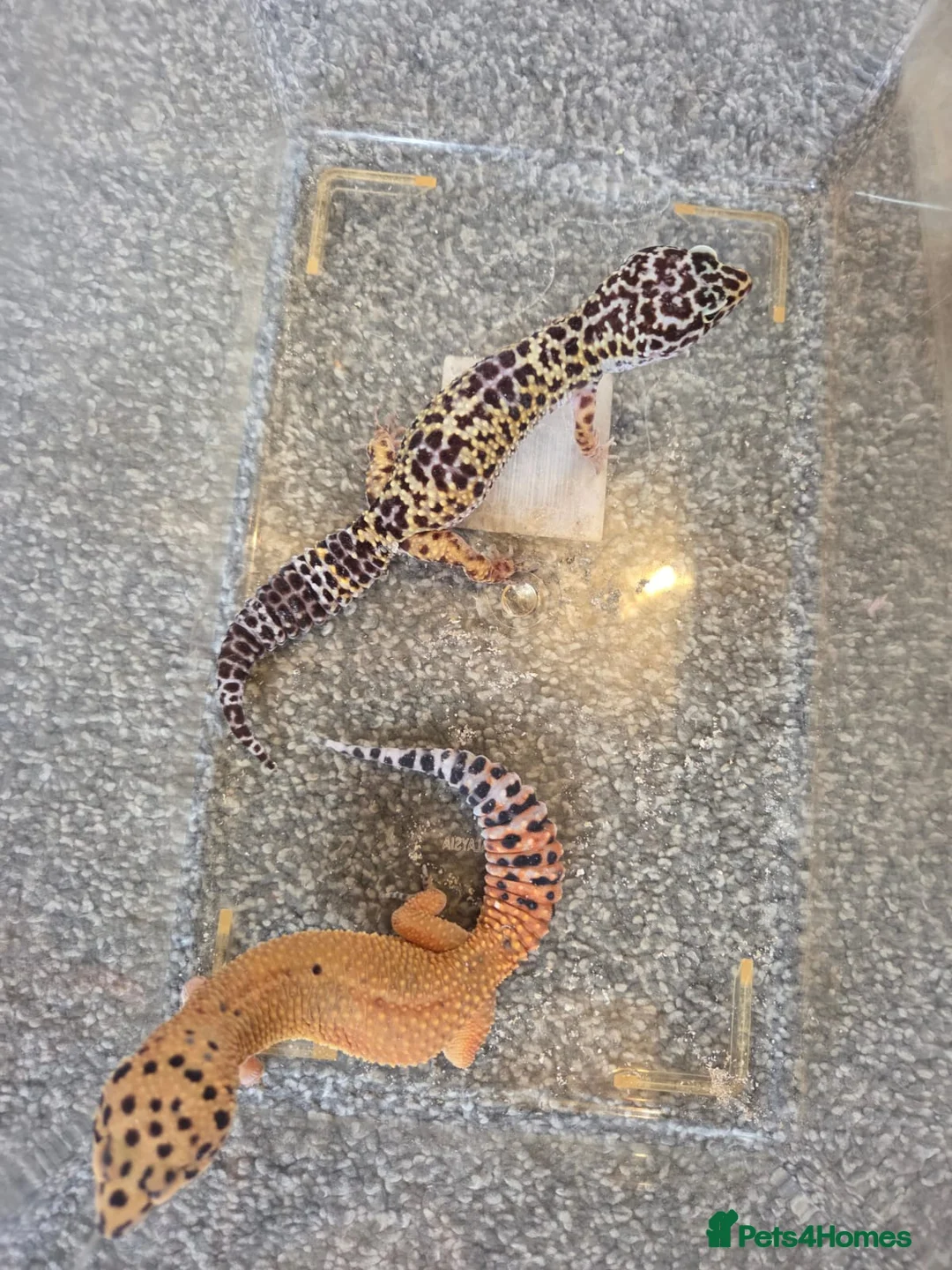 Leopard Gecko reptiles for sale: 4 female leapered  - Advert 1