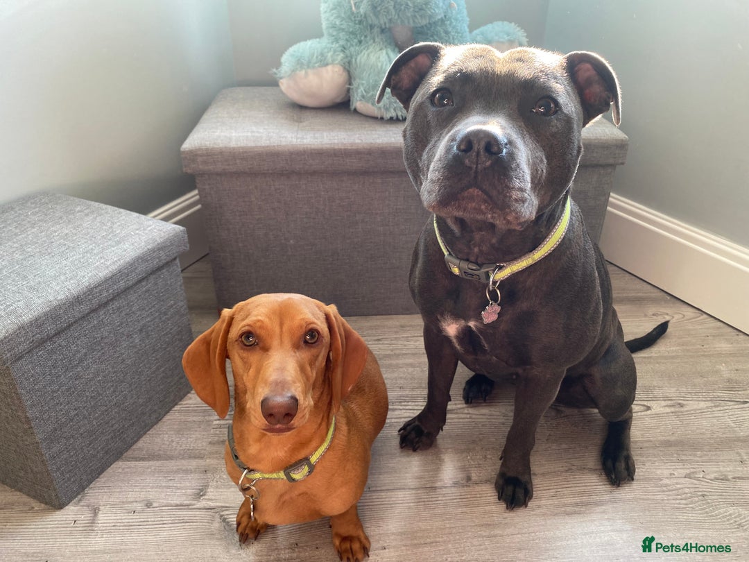 Mixed Breed dogs for sale: Beautiful Daffys - staffy cross dachshund  - Image 11