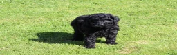 Cockapoo dogs for sale: Beautiful Cockapoo puppies for sale  in Llanelli - Advert 8