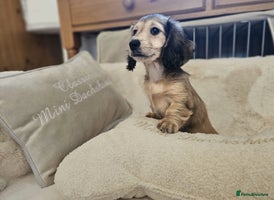 Miniature Dachshund dogs Beautiful kc reg shaded cream girl - Advert 3