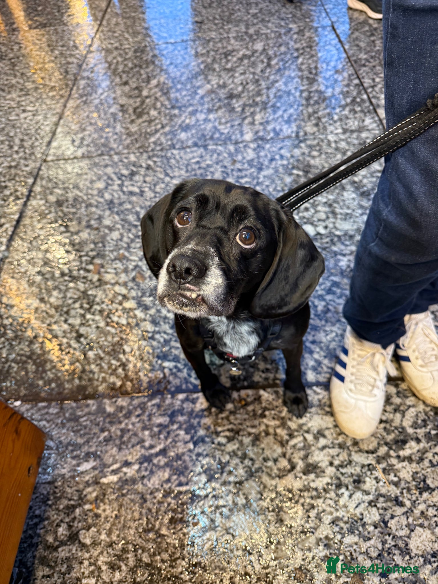 Mixed Breed dogs for sale: Beagle Labrador  in Ilkeston - Advert 6