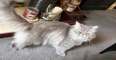 Persian cats - Advert 12