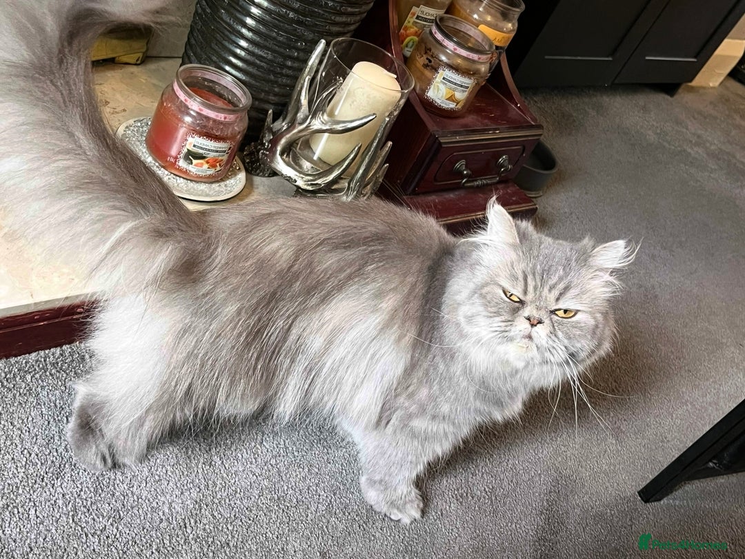 Persian cats for sale: 3 Year  Affectionate Old Blue Tabby Queen - Image 2